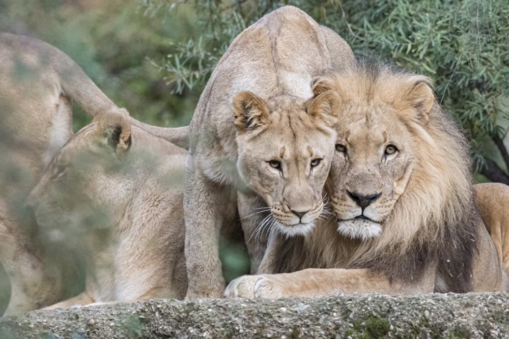Les lions se montrent beaucoup plus tolérants après avoir sniffé de l’ocytocine