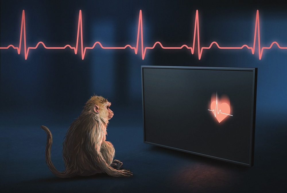 Intéroception : tout comme les humains, les singes peuvent percevoir les battements de leur propre cœur