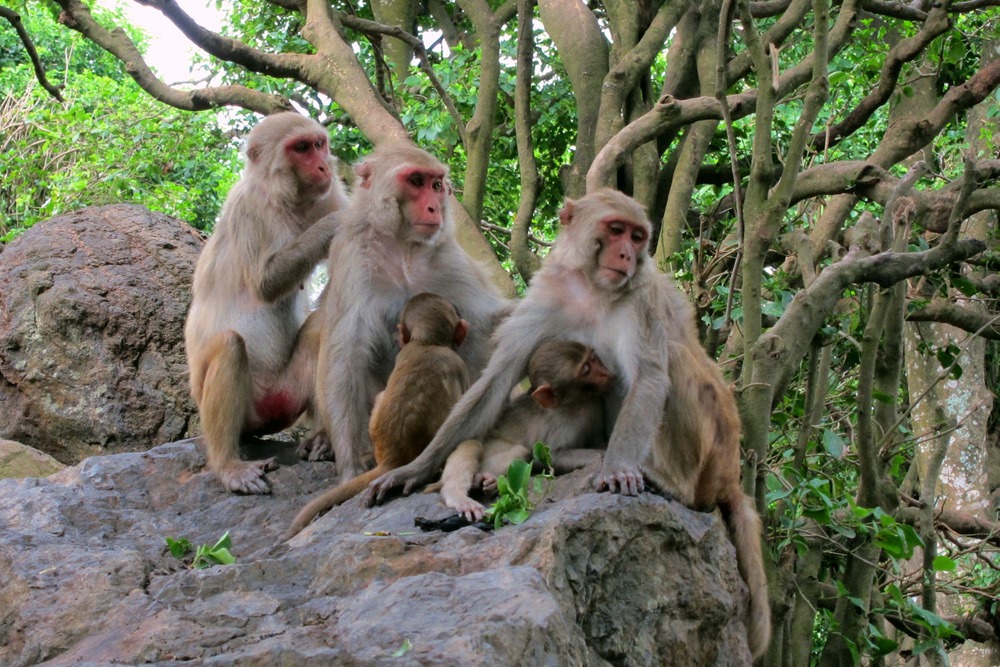 Les singes ayant beaucoup d’amis ont des aires cérébrales plus grandes liées à l’empathie et au lien social