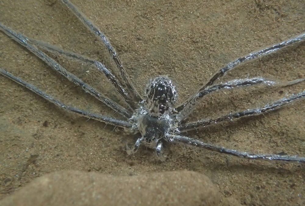 Une araignée dotée d’un scaphandre naturel peut rester 30 minutes sous l’eau