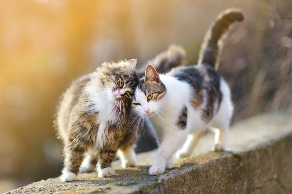 Humains ou félins, les chats apprennent les noms de leurs camarades de jeu