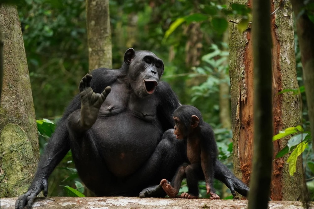 Les chimpanzés combinent leurs appels pour former un langage que nous découvrons à peine