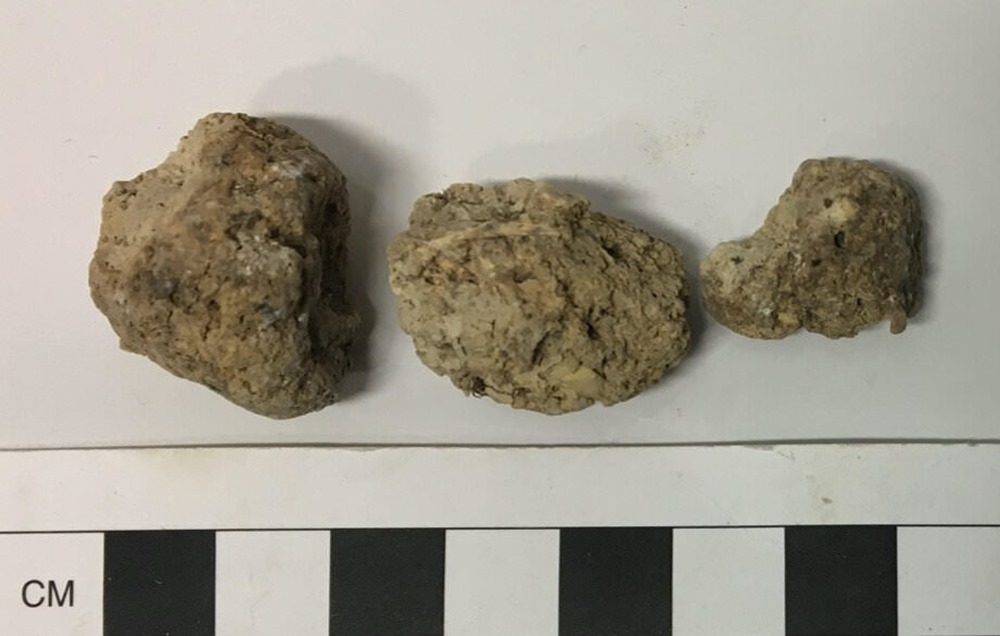Le régime alimentaire des bâtisseurs de Stonehenge révélé par les parasites contenu dans leurs excréments
