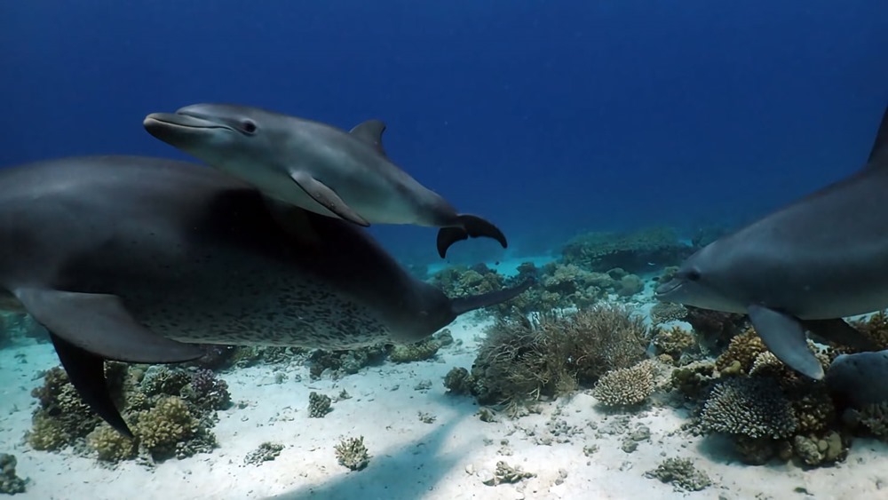 Des dauphins font la queue pour se frotter à des coraux qui pourraient avoir des propriétés médicinales