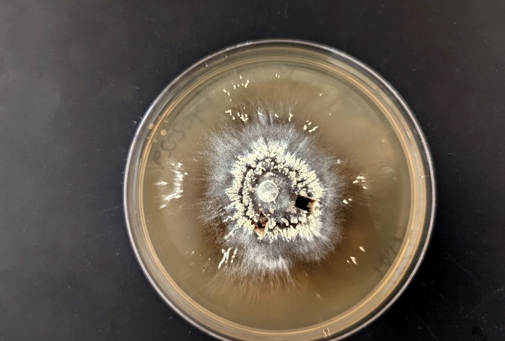 Sur ces microbes et champignons qui survivent aux mégafeux
