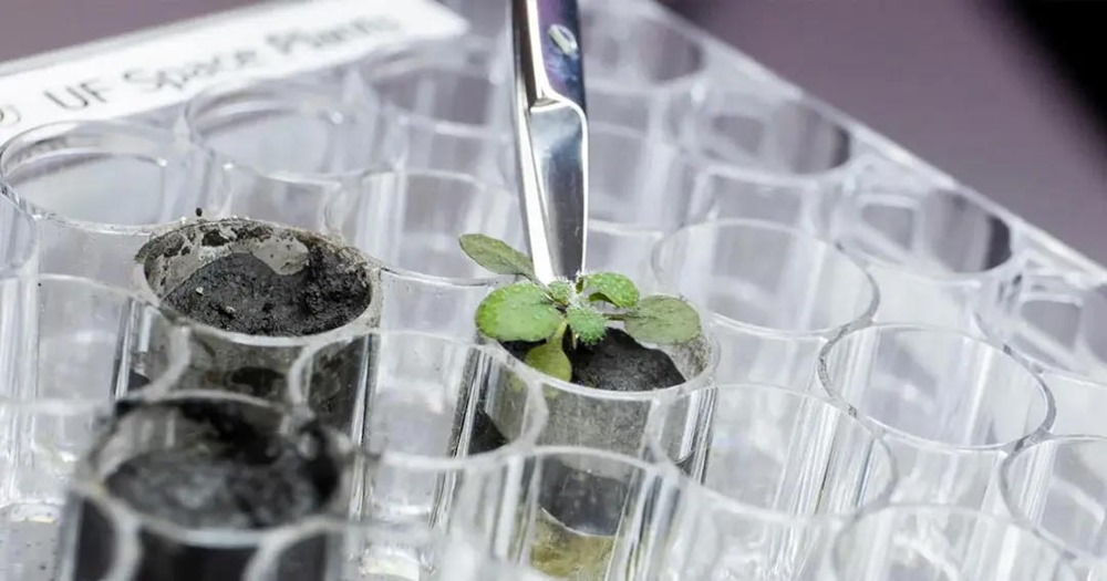 Pour la première fois, des scientifiques font pousser des plantes dans du sol lunaire