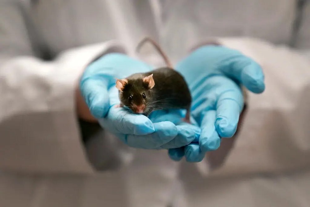 L’injection de liquide céphalorachidien de souris plus jeunes améliore la mémoire des plus âgés