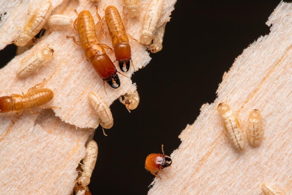 Ces termites ont traversé une quarantaine de fois l’océan durant des millions d’années