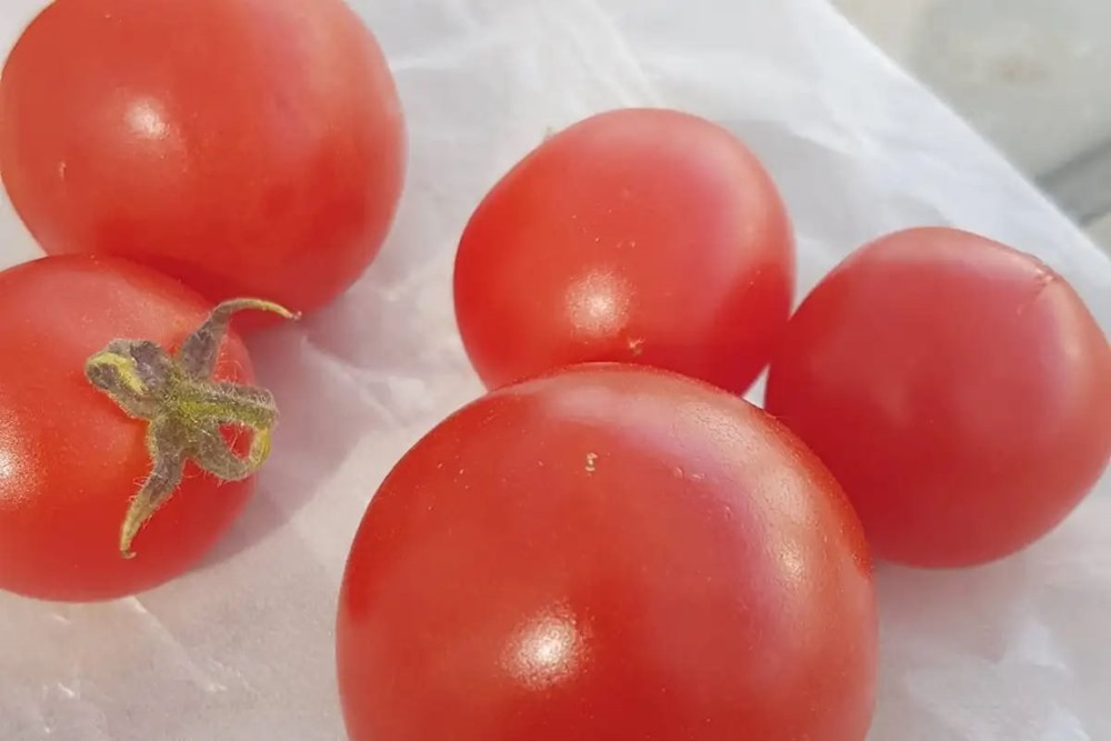 Autant que la viande : une tomate génétiquement modifiée offre une nouvelle source végétale de vitamine D