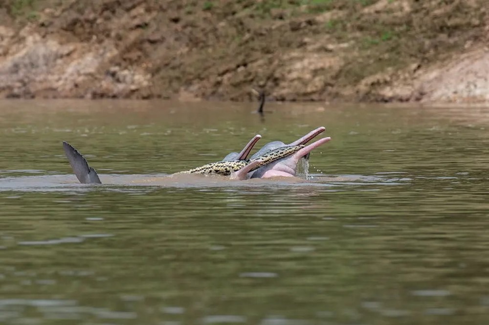 Mais que faisaient ces dauphins roses de Bolivie avec un anaconda dans le bec ?