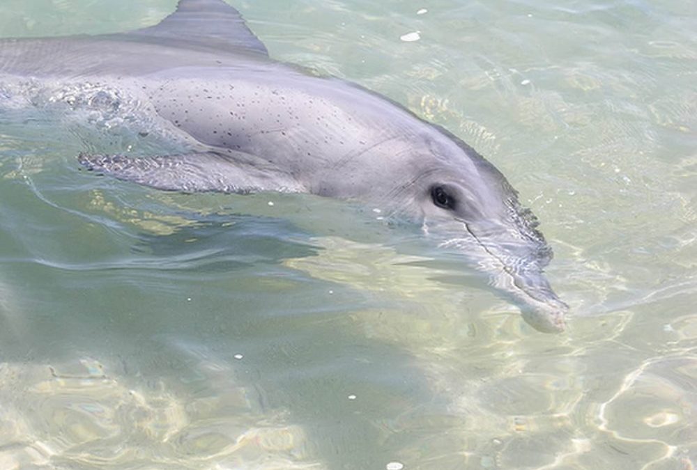 Le nom que se donnent les dauphins est influencé par leur lieu de vie