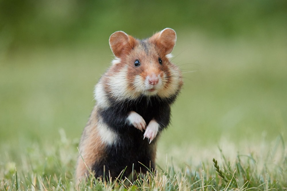 Des hamsters modifiés génétiquement présentent des changements inattendus de leur comportement social