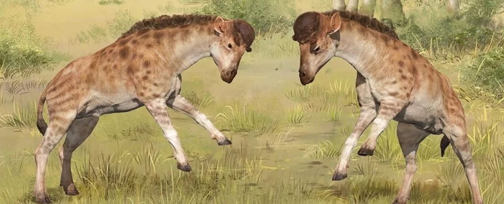 Une preuve fossile vient d’alimenter le débat sur l’utilité du cou des girafes