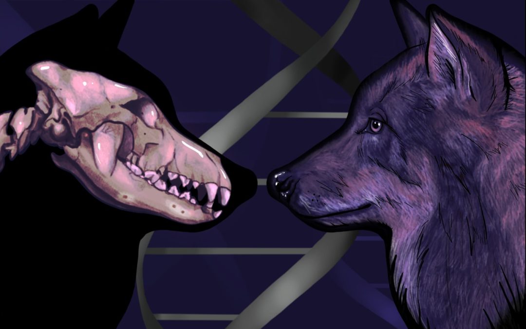 Deux anciennes populations de loups ont évolué pour devenir le meilleur ami de l’humain