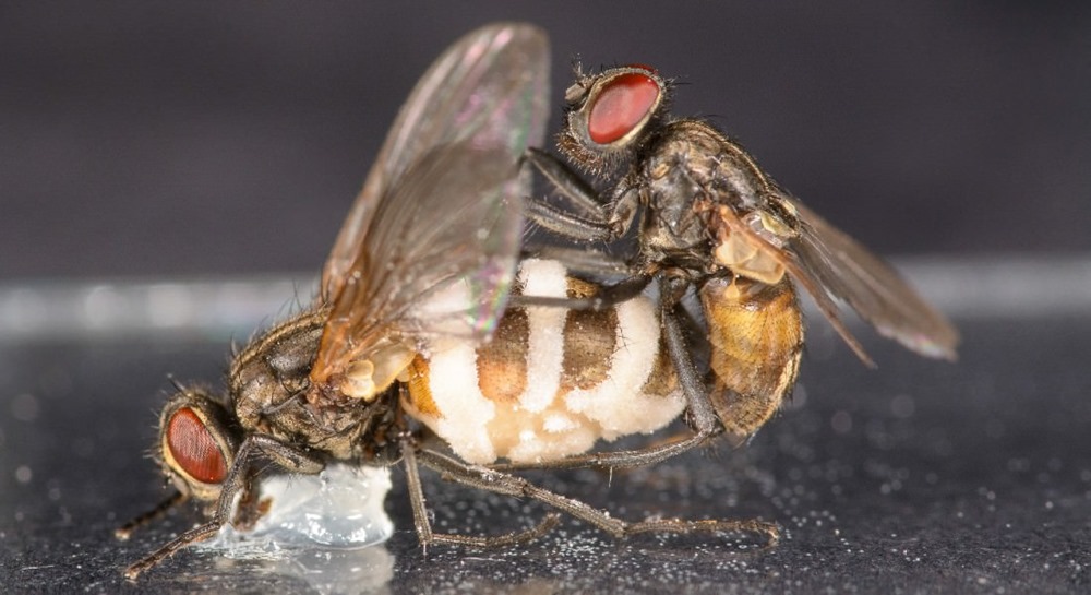 Un champignon pousse des mouches mâles en bonne santé à s’accoupler avec des cadavres de femelles