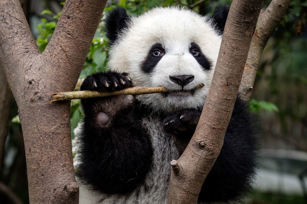 Pouce : pourquoi les pandas ont-ils développé leur plus déroutante caractéristique ?
