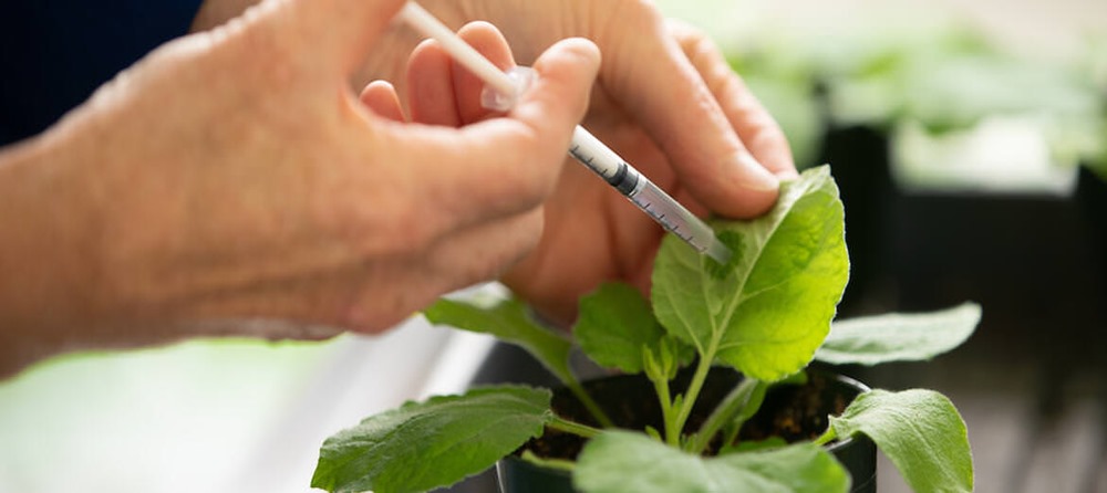 Comment les plantes stressées produisent-elles leur propre aspirine