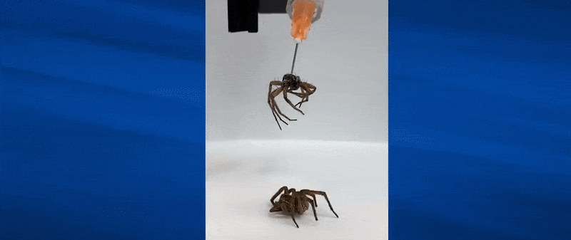 Nécrobotique ou comment transformer des carcasses d’araignées en pinces robotiques
