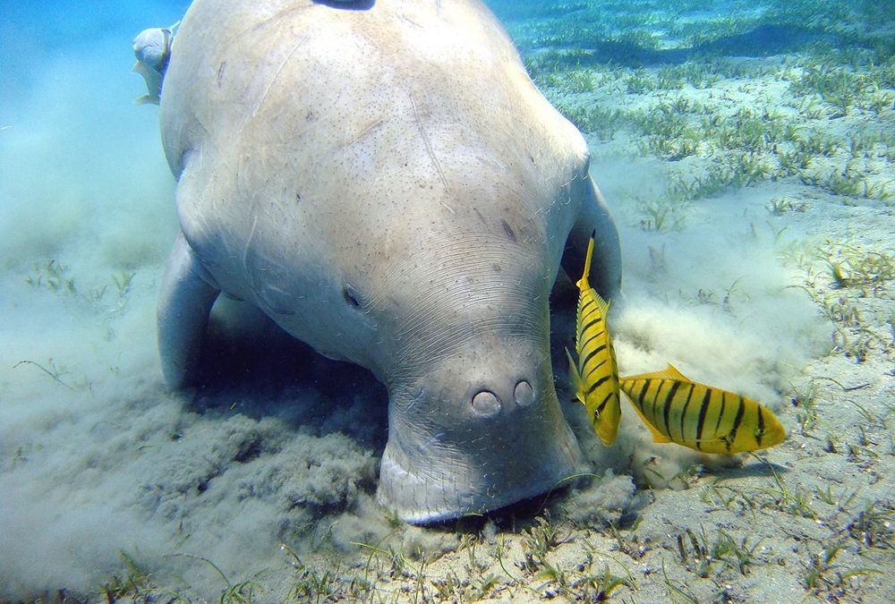 L’emblématique dugong de la Chine est désormais "fonctionnellement éteint"