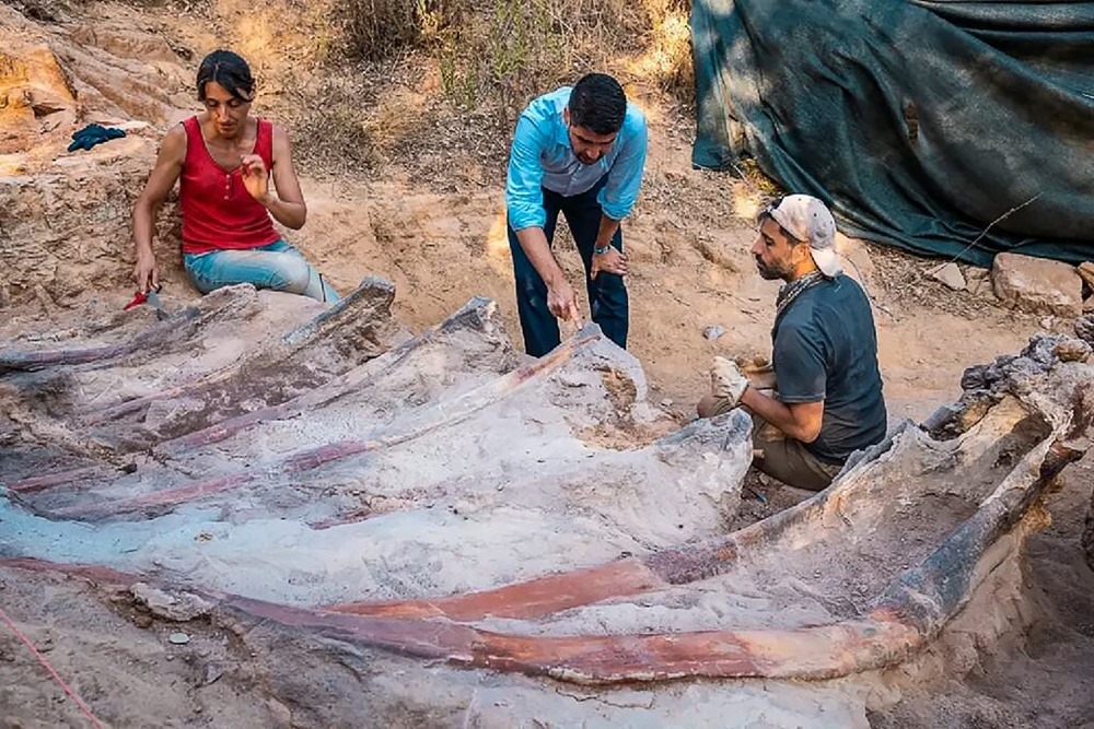 Le plus grand dinosaure connu d’Europe pourrait se trouver dans la cour d’une ville portugaise