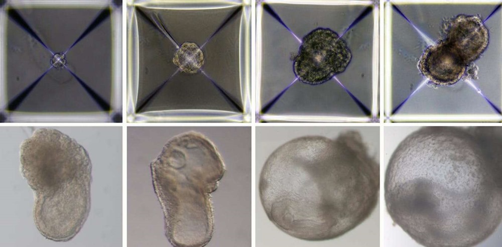 Des scientifiques produisent des embryons synthétiques sans sperme, ni ovule, ni même utérus