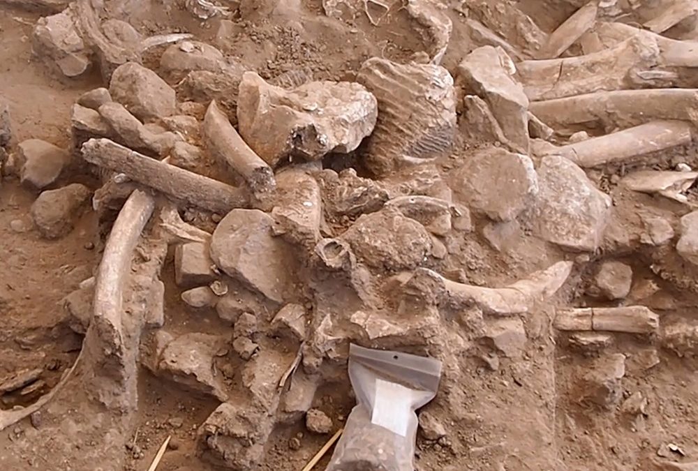 Un tas d’os de mammouths fournit la preuve que des humains vivaient en Amérique du Nord il y a 37 000 ans