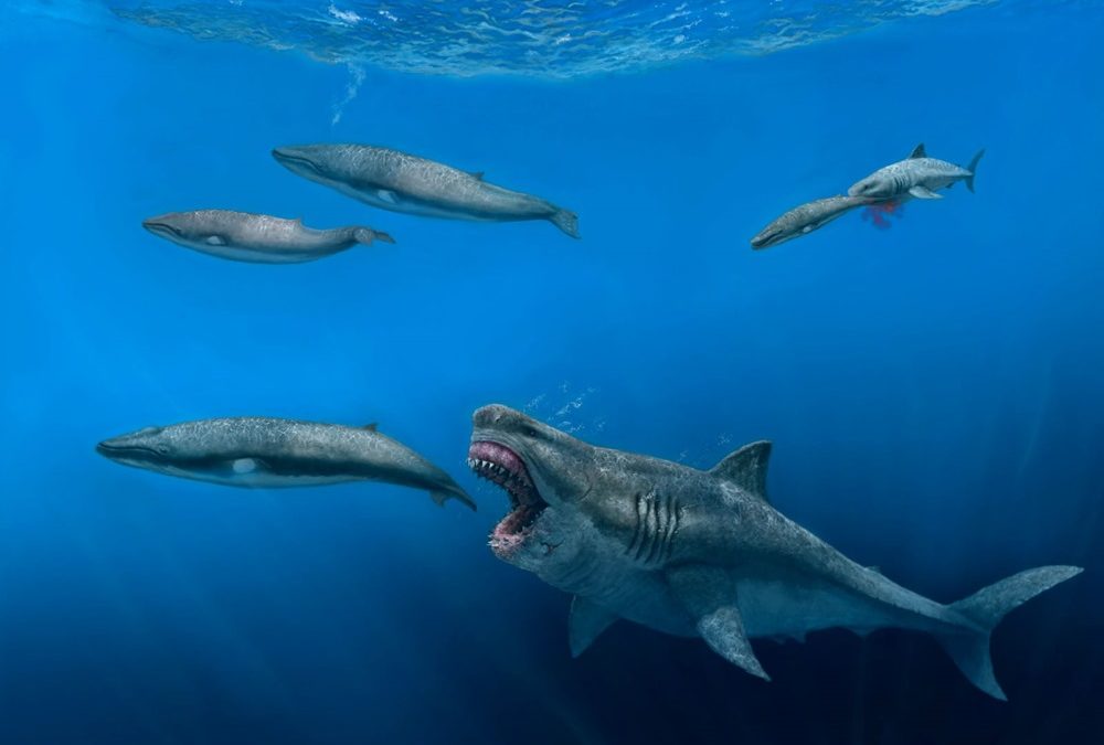 Une reconstitution en 3D suggère que l’ancien mégalodon pouvait manger une orque en cinq bouchées seulement