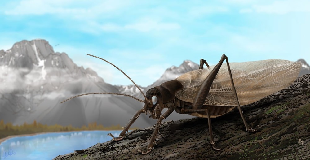 Des scientifiques recréent le chant d’un insecte depuis longtemps disparu pour aider à le retrouver