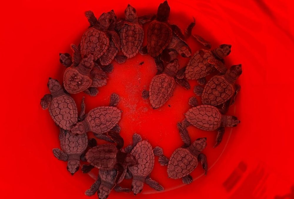 En Floride, presque toutes les tortues naissent femelles en raison du réchauffement climatique