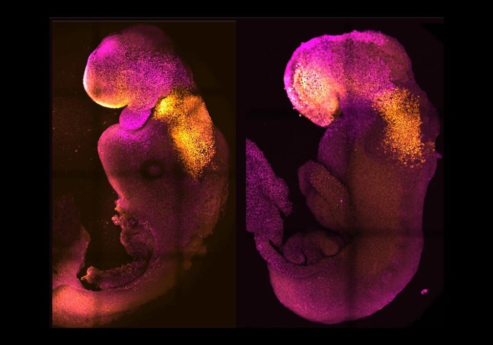 Des scientifiques créent des embryons de souris synthétiques sans sperme ni ovule