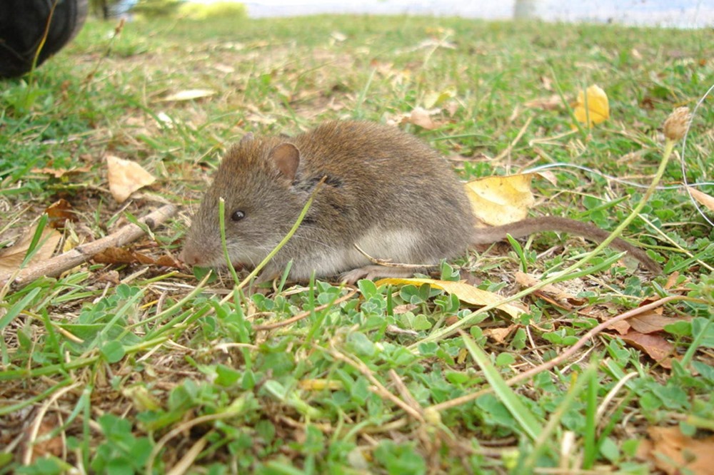 Règle de la nature ? Dans les Andes, des souris deviennent plus grosses sur le versant le plus humide des montagnes