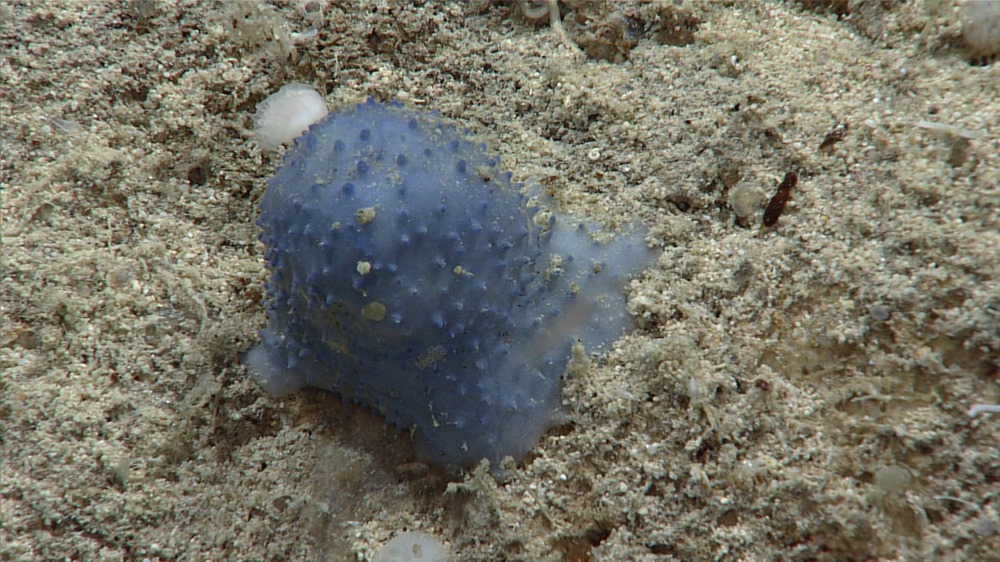 Des scientifiques perplexes face à la découverte d’une étrange créature bleue au fond de l’océan