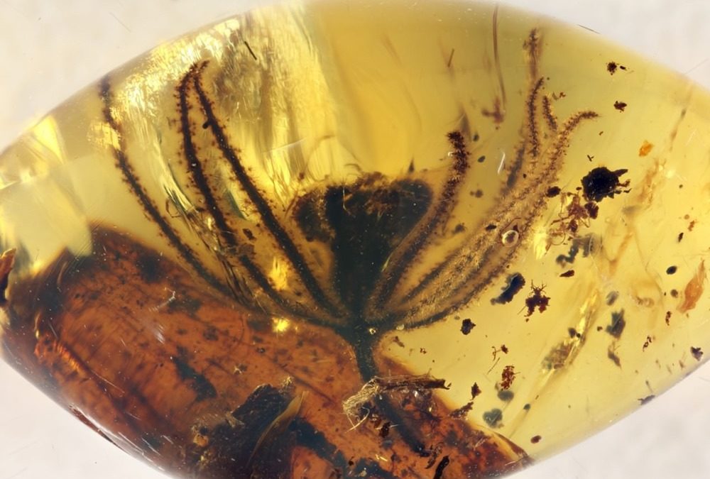 Cette fleur piégée dans de l’ambre prouve que les plantes à fleurs existaient environ 50 millions d’années avant les dinosaures