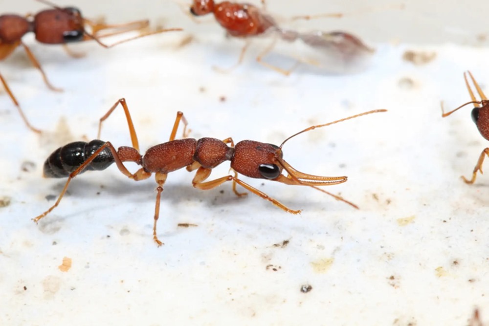 Une protéine anti-insuline permet aux reines fourmis de vivre cinq fois plus longtemps que les ouvrières