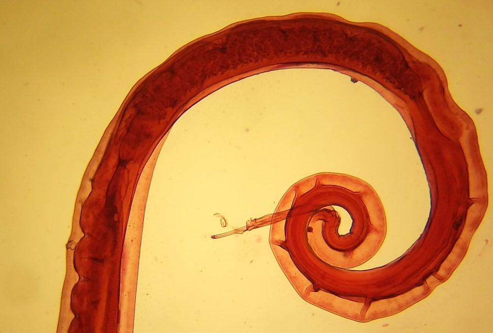 Des excréments de Viking permettent à des scientifiques de reconstituer le génome d’un ancien parasite humain qui sévit encore
