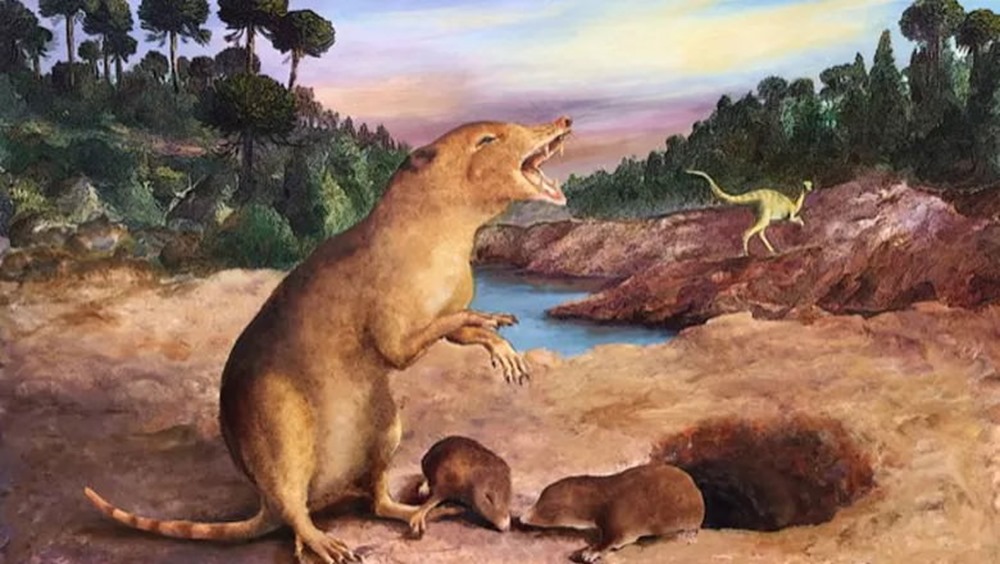 Découverte de ce qui est, à ce jour, le plus ancien mammifère connu