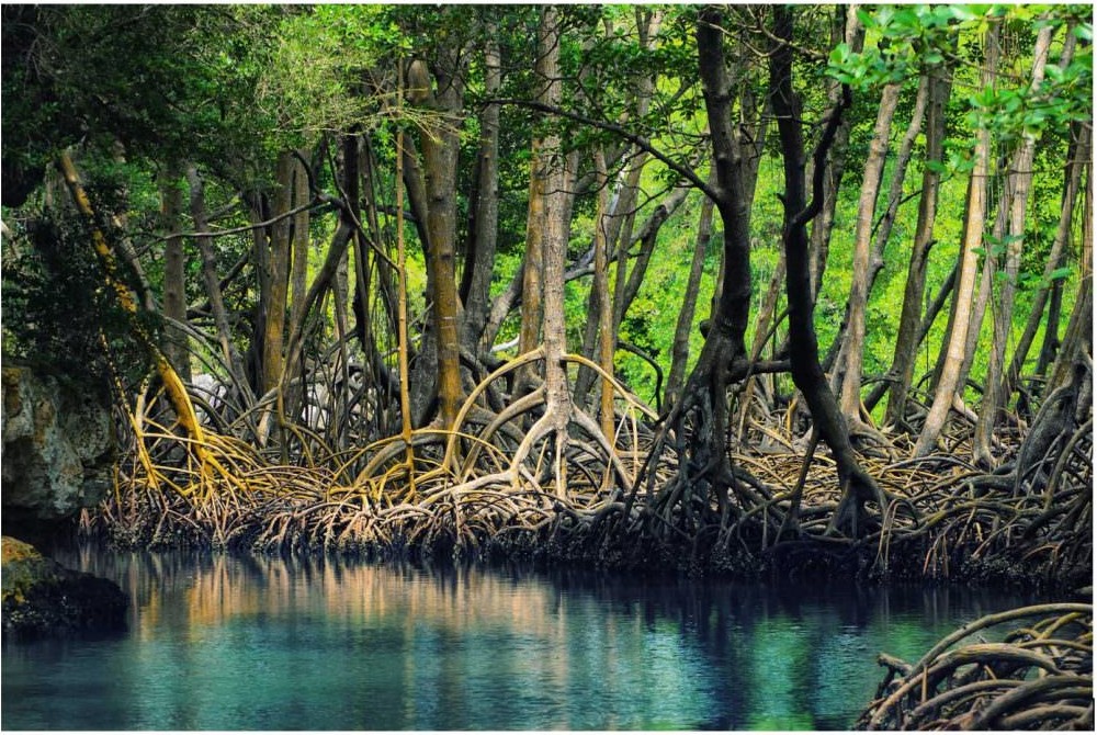 Les mangroves capturent et conservent le carbone dans le sol pendant 5 000 ans
