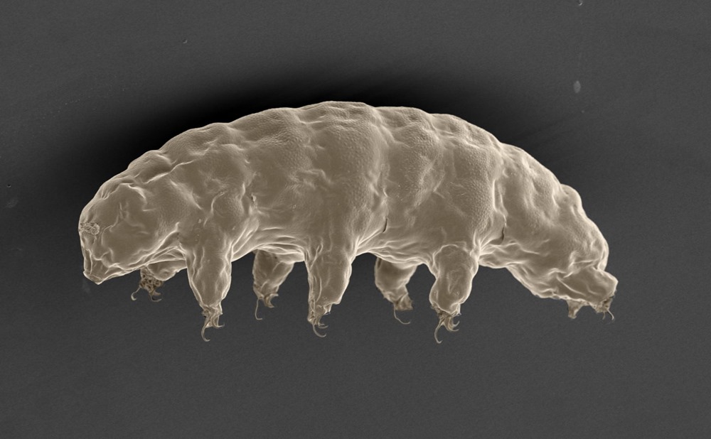 Une découverte permettant de comprendre comment les tardigrades survive au dessèchement