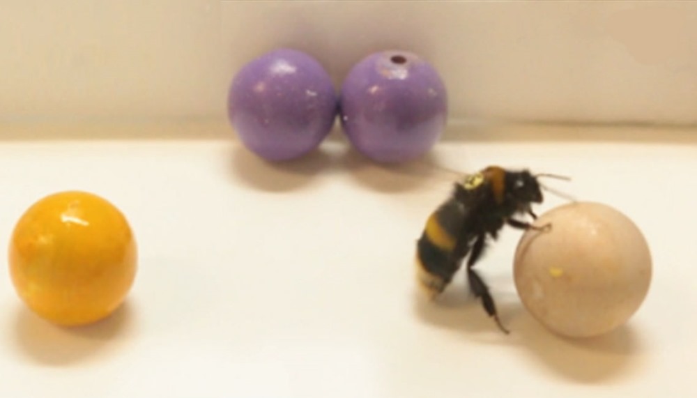 Des bourdons qui font rouler des balles représentent la première preuve d’un comportement de jeu avec un objet chez un insecte