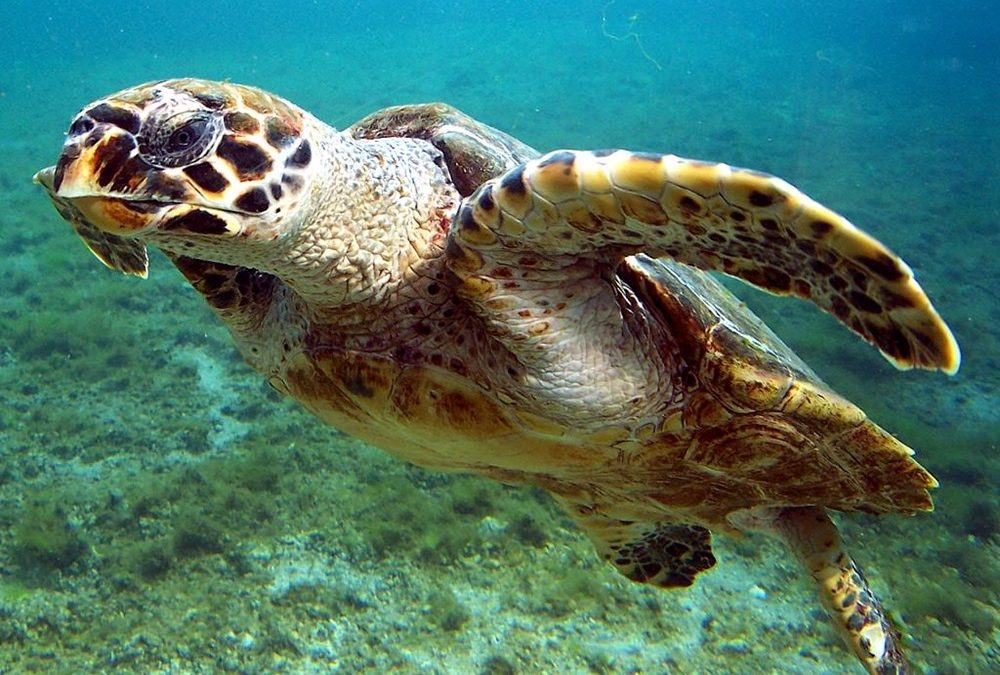 Les tortues de mer nagent plus librement grâce à la baisse du braconnage