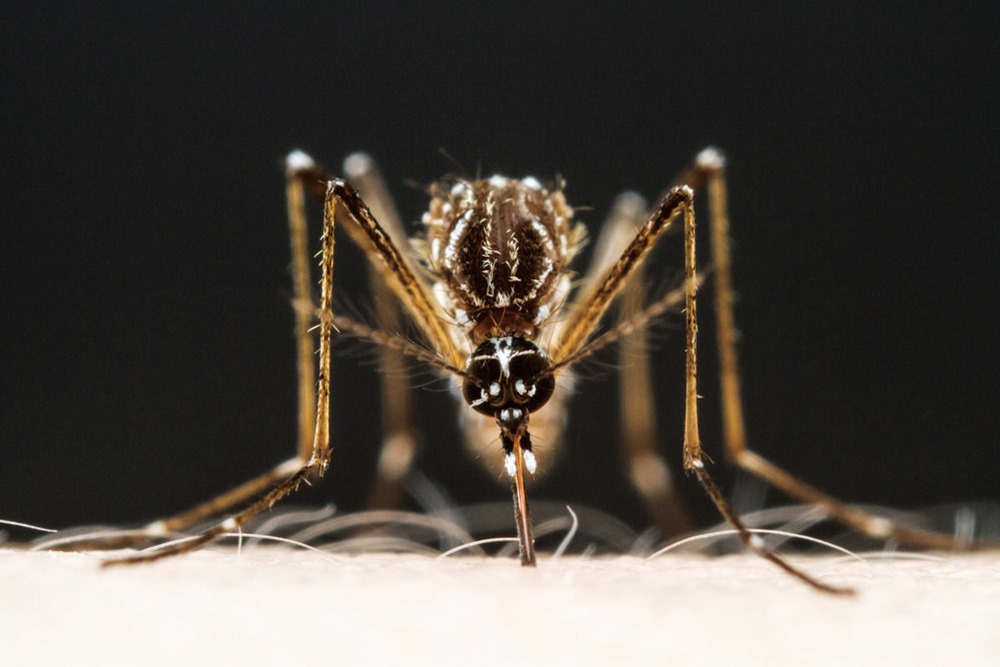 Les acides contenus dans nos odeurs corporelles rendent certains humains plus attirants pour les moustiques