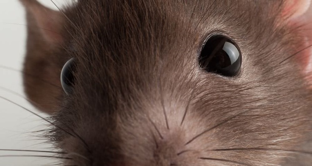 Un nouveau traitement redonne la vue à des souris adultes aveugles