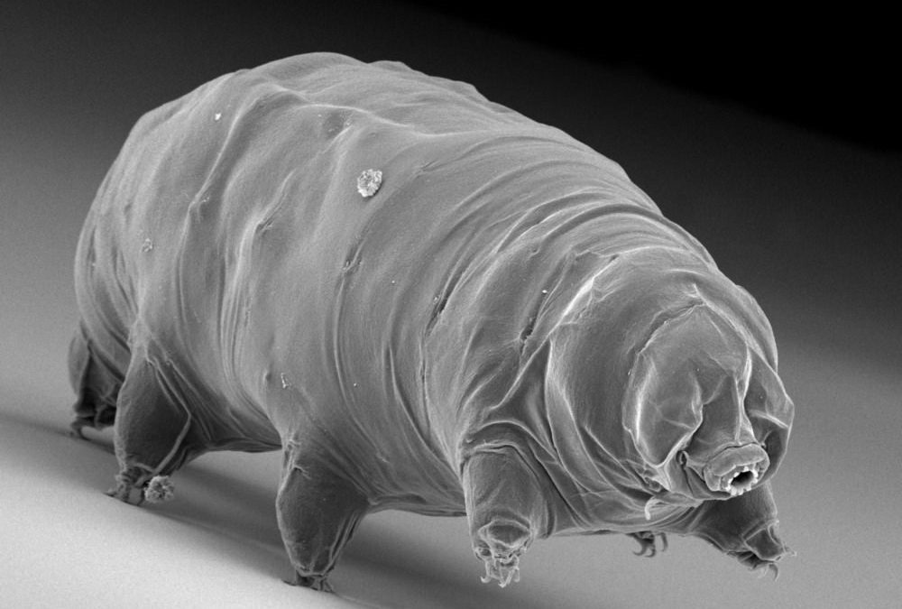 L’un des supers pouvoir du tardigrade pourrait bouleverser la conservation de nos médicaments