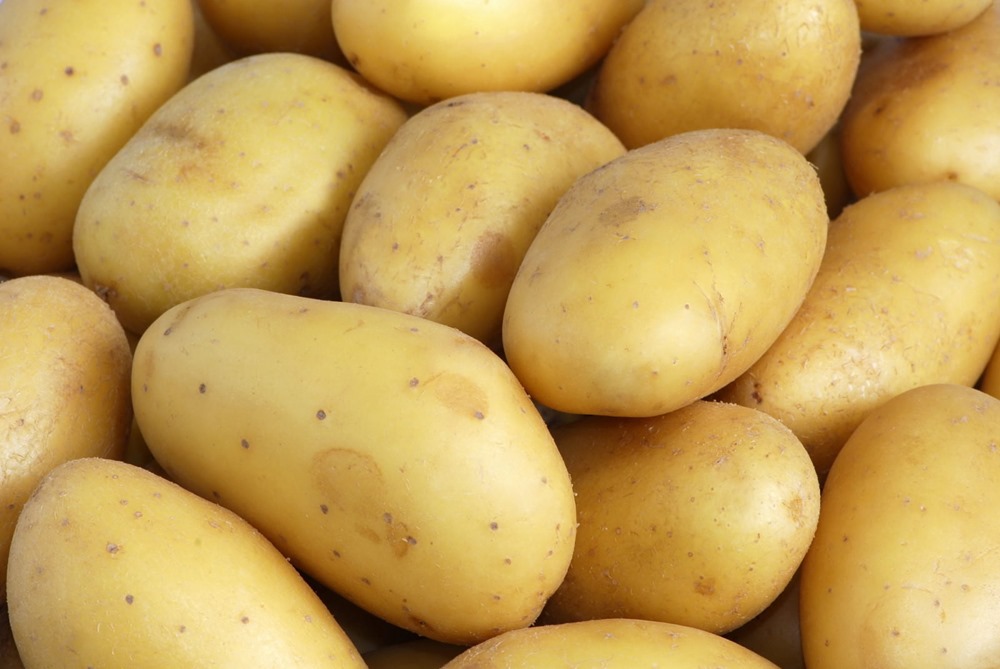 Un nouvel antibiotique caché dans les pommes de terre malades neutralise les maladies fongiques chez les plantes et les humains