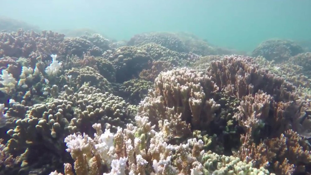 Les récifs coralliens pourraient se trouver dans des "conditions inadéquates" d’ici 2035