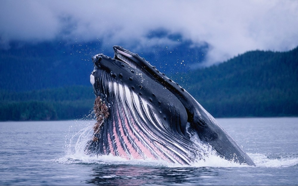 Les baleines bleues pourraient ingérer jusqu’à 10 millions de morceaux de plastique chaque jour