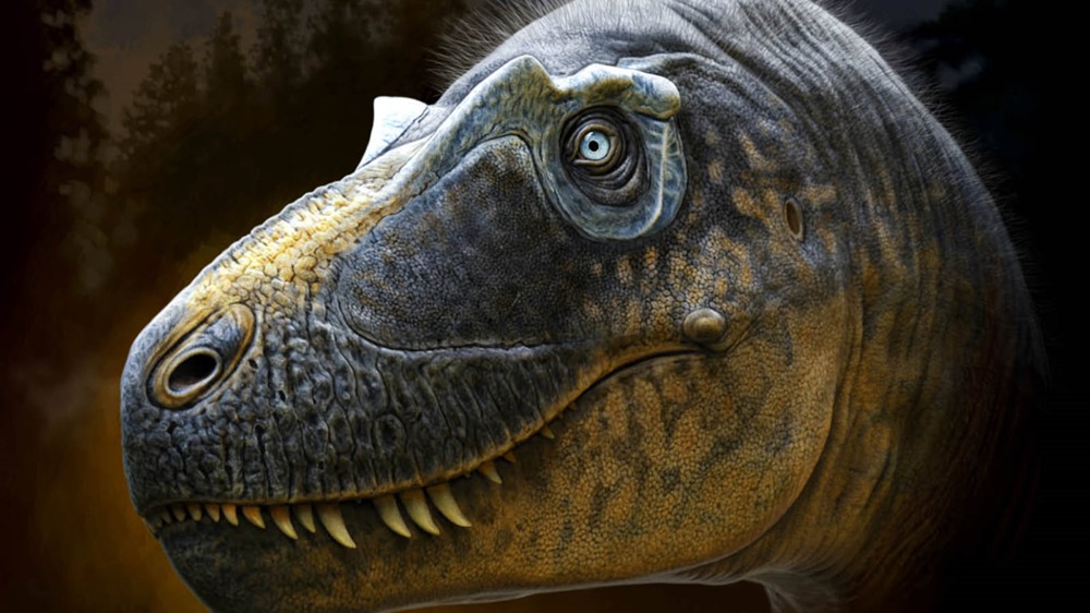 La découverte d’un nouveau fossile de tyrannosaure pourrait être un chaînon manquant dans la célèbre lignée de ces dinosaures
