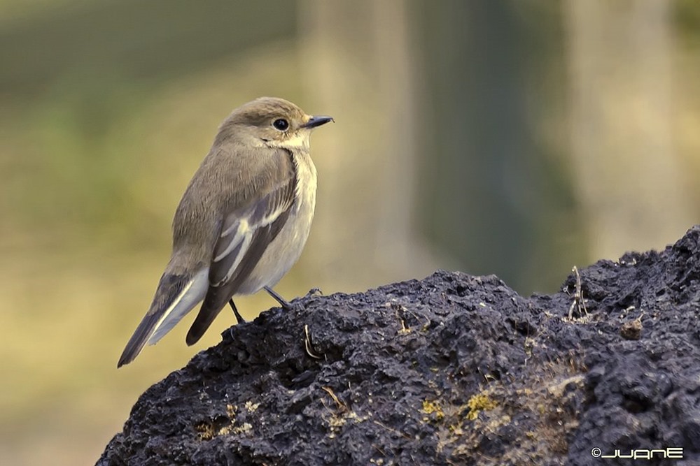 Des oisillons reconnaissent le "dialecte" du chant de leur espèce locale