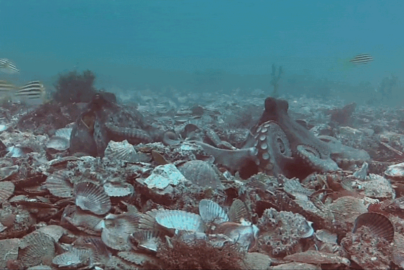 Des pieuvres filmées en train de se jeter des objets de leur environnement