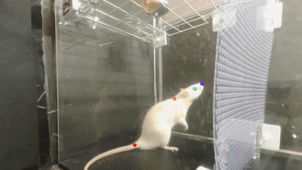 Des rats dansants laissent entrevoir la surprenante capacité des animaux à suivre un rythme